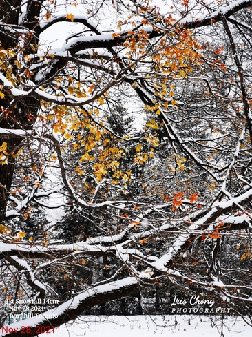 Nov 28 2021 -2C Late Autumn - First snowfall 14cm snow in Thornhill Thornhill, ON