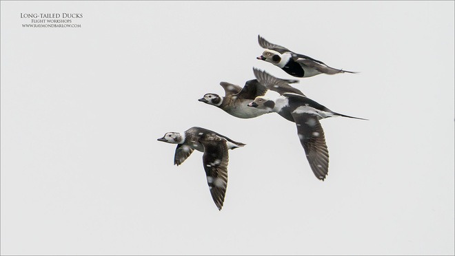 Long-tailed ducks Hamilton, ON