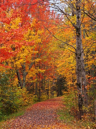 Stunning fall colors Irishtown Nature Park, NB