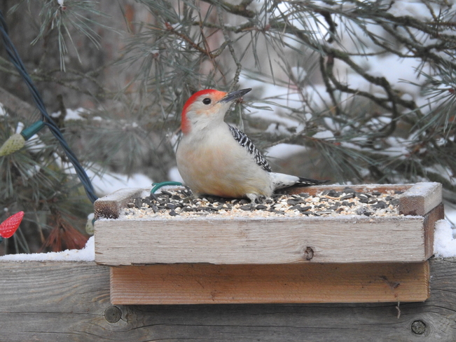 Red Bellied Woodpecker getting Breakfast NEW DUNDEE
