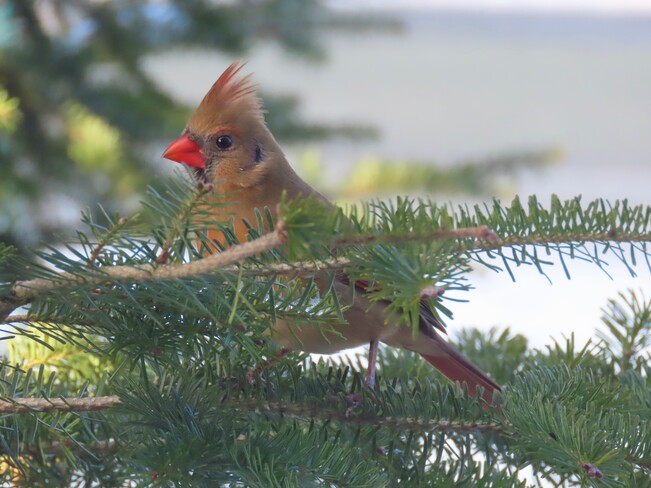 Cardinal femelle. Lac Magog, Québec