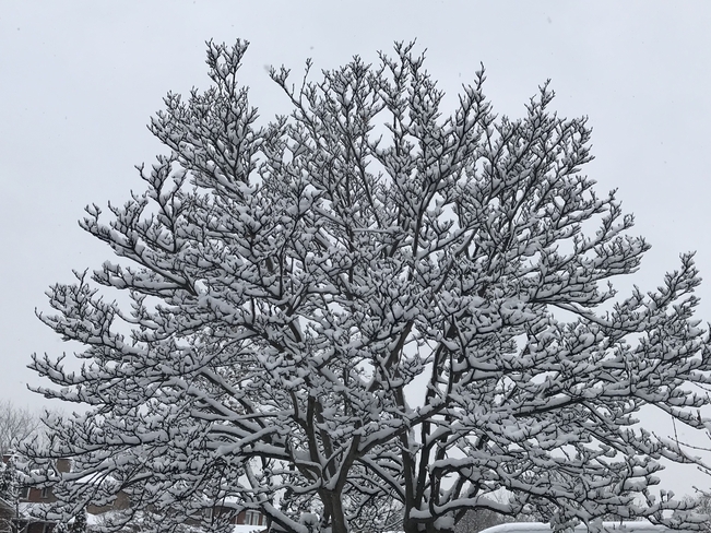 First snowfall of the season Mississauga, Ontario, CA