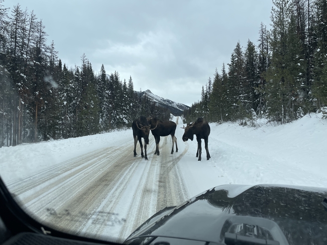 3 Moose Jasper, Alberta, CA