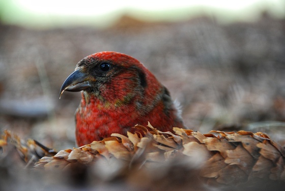 Red Crossbill snacking