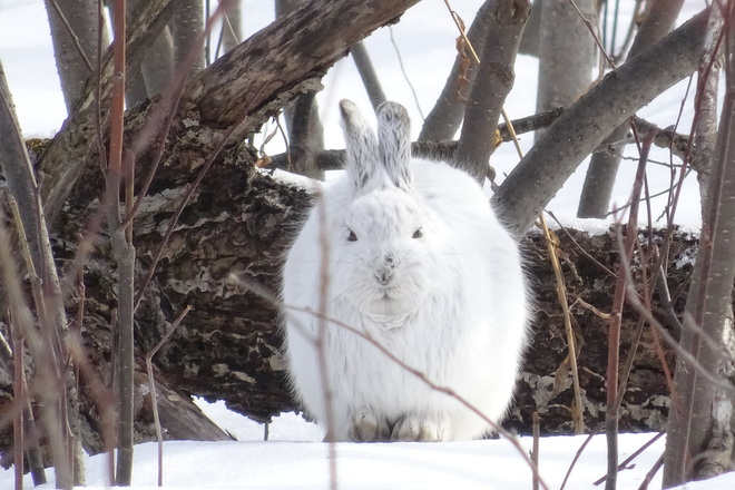 Huge Rabbit Sudbury, ON
