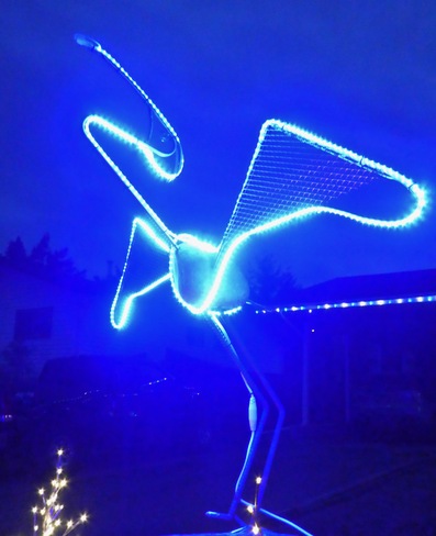 DAZZLING GREAT BLUE HERON! Cranbrook, BC