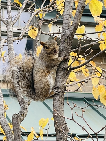 Squirrel! Saint-Lambert, Quebec, CA