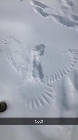 Bird snow angel Armstrong Station, Ontario | P0T 1A0