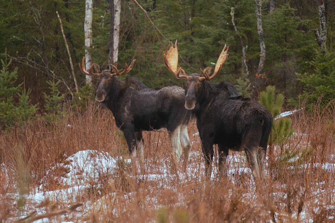 Bull Moose South River, ON