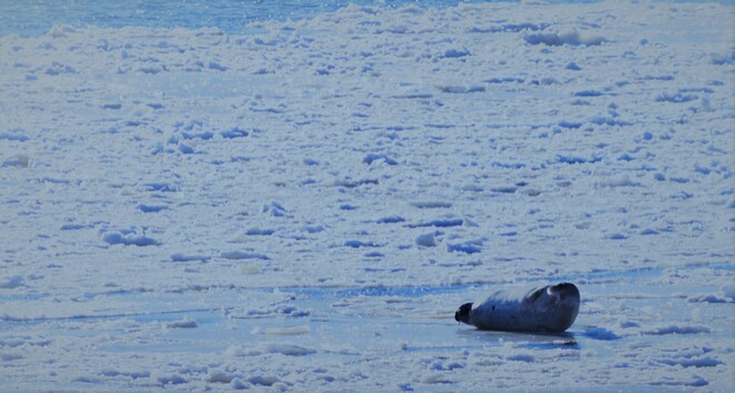 Seal on new river ice, December 04, 2021 North West River, NL