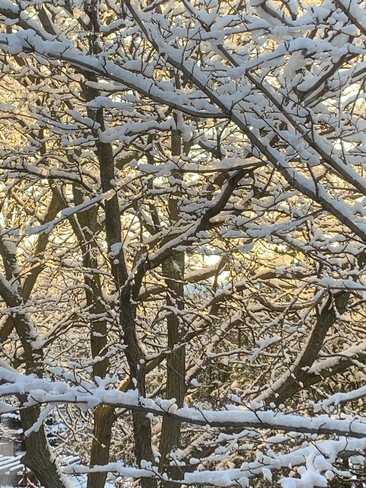 Snow on trees with wisps of sun Etobicoke, Ontario, CA