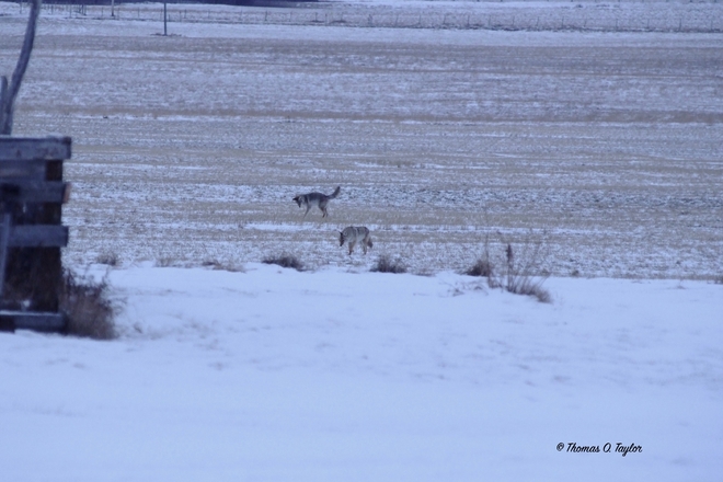 Coyote Pair Hunting As Evening Approaches Leduc, AB