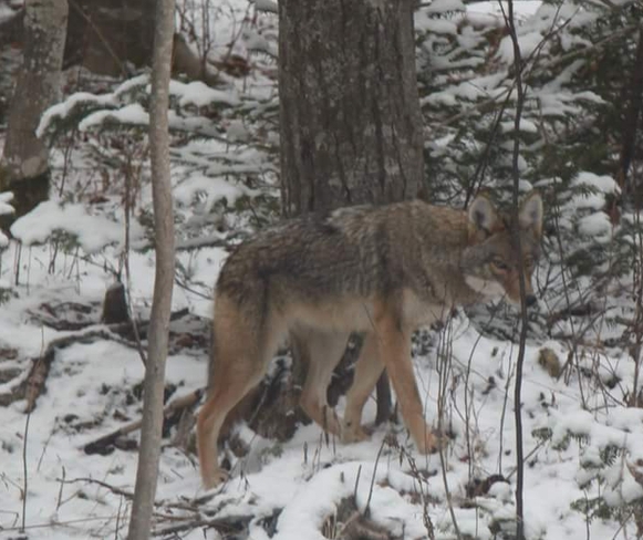 Coyote in backyard Quispamsis, NB