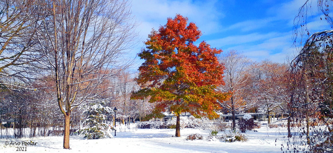 Fall or winter Scarborough, Toronto, ON