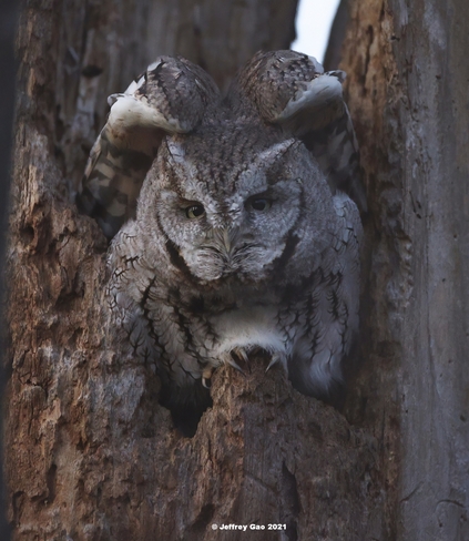 Eastern Screech Owl Ottawa, ON