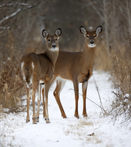Two Deer Ottawa, ON