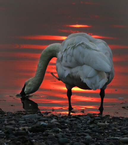 2021-08-15 - Trumpeter Swan setting red sun (caused by smoke from the wildfires) Esquimalt Lagoon, Colwood, BC