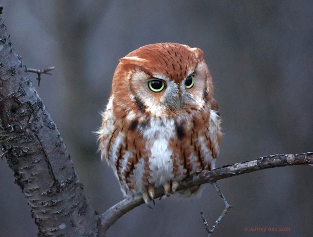 Red-morph Screech Owl Ottawa, ON