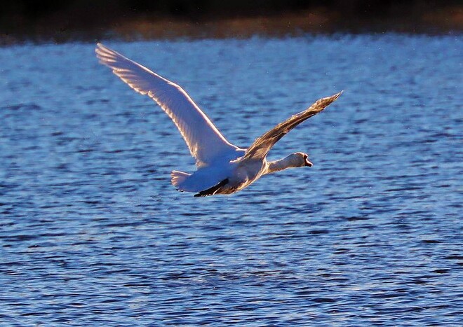 wild Mute Swan in flight South Stormont, ON