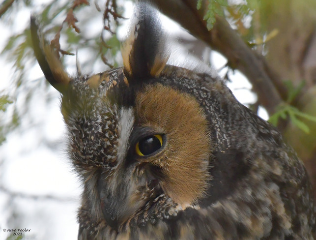 Long Eared Owl Toronto, ON