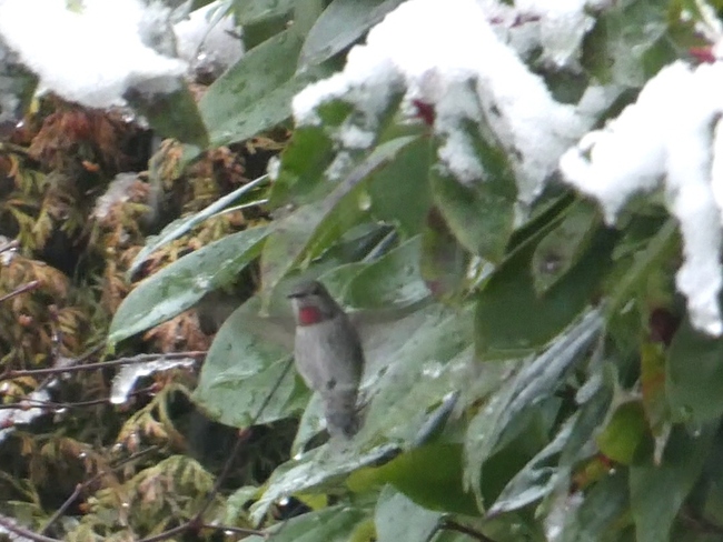 Hummingbird flying in first BC snow Richmond, BC
