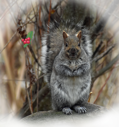 Grey squirrel poses for a photo. Cobourg, ON