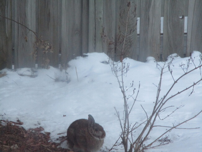 A rabbit in the snow in Ottawa Vanier Ottawa, ON