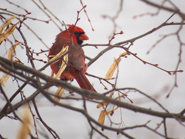 Bird on a Branch Ottawa, Ontario, CA