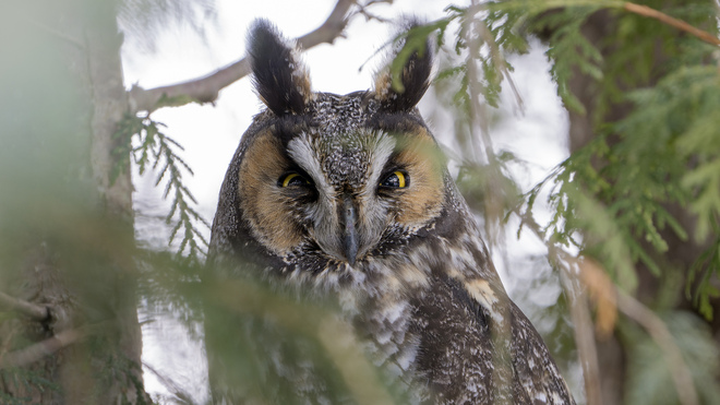 Long-eared owl - Maria Barlow Niagara, ON