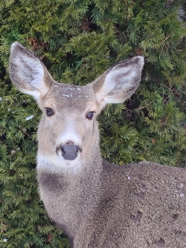 deer in my back yard Penticton, BC