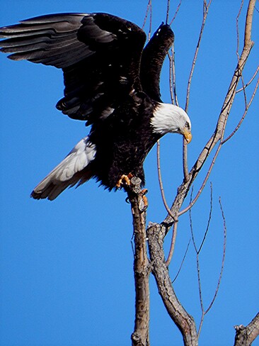 eagle on a perch Penticton, BC
