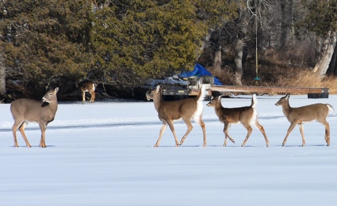 5 Deer on our frozen lake Verona, ON
