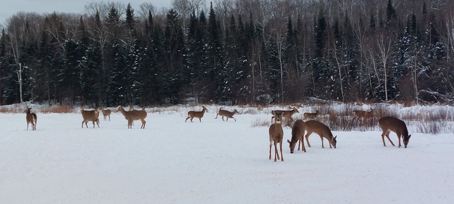 a few deer Callander, ON
