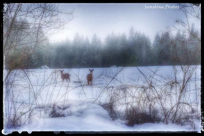 Deer in the snow Port Alberni, BC
