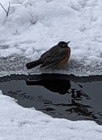 Robin in Bell Park Sudbury, ON