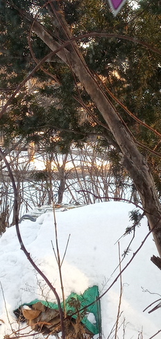 Junco friends sharing a late lunch... Pointe-Claire, QC