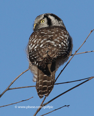 Northern Hawk Owl in Eastern Ontario Ottawa, ON