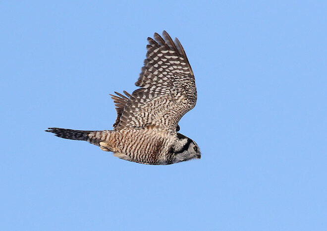 Owl in flight Ottawa, ON