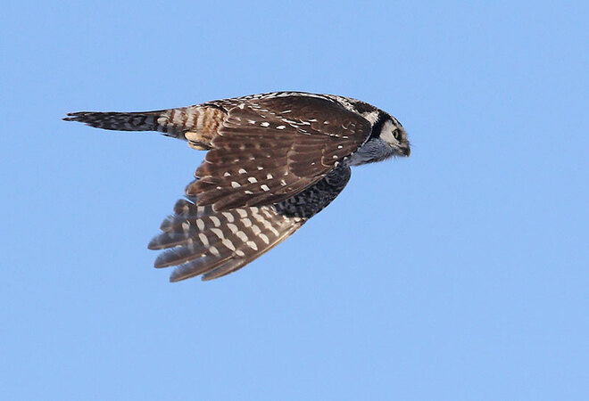Hawk Owl in flight Ottawa, ON