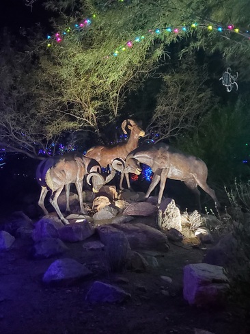 Zoo Lights Apache Junction, AZ