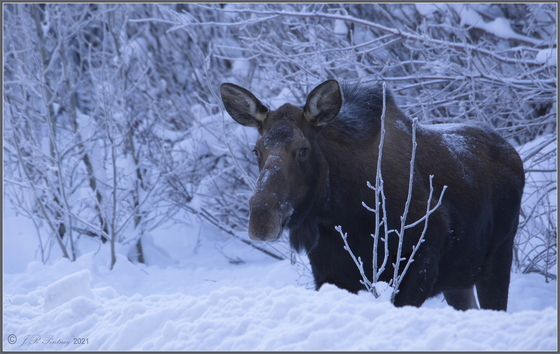 Young Moose on a frosty day