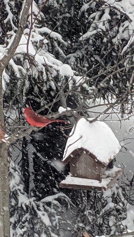 Cardinal Horseshoe Valley, ON