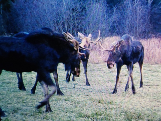 Moose meeting Callander, ON