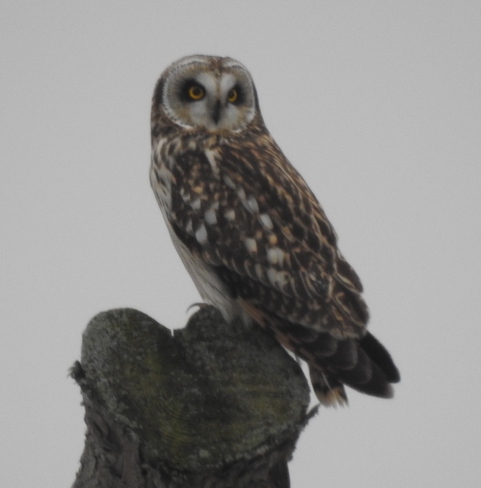 Short Eared Owl Kingston, ON