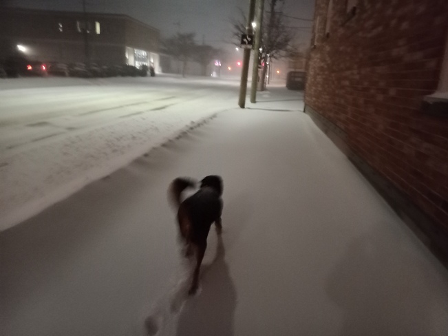 Teal'c my service Dog enjoying the snow January 17 2022 Napanee Ontario 17 2, Napanee, ON K7R 1Z3, Canada
