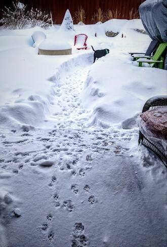 Luna needed the shoveling of a path for a Nature Call.. Oshawa, ON