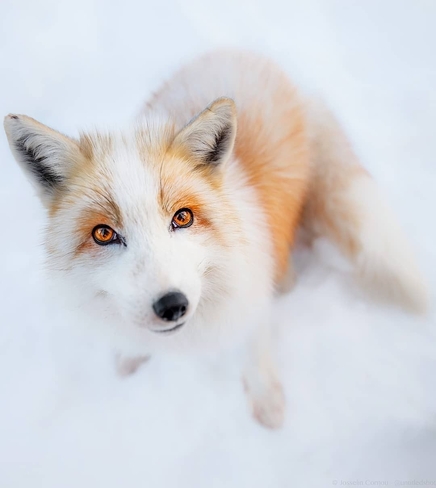 Fox friend Lethbridge, Alberta, CA