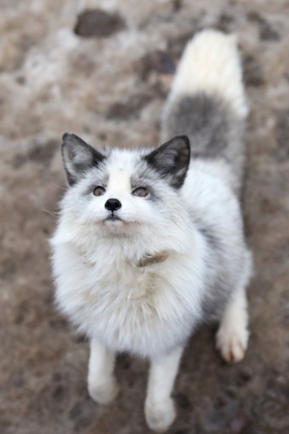 Fox are cute Lethbridge, Alberta, CA