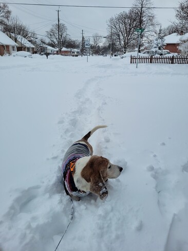 Hamilton Hound in the Snow Hamilton, ON