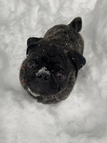 Puppy’s first big snow Hamilton, ON